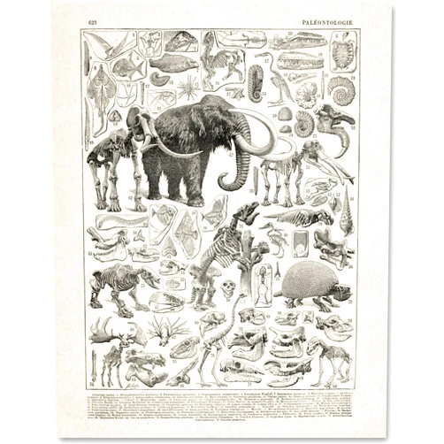 Lone Star Art Paleontology - 11x14 Unframed Art Print - Fossil Wall Decor, Scientific Illustration Prints - Makes a Great Gift for Dinosaur Lovers and Child's Room Décor
