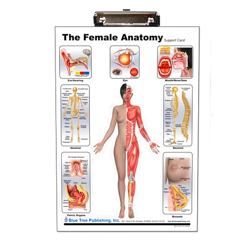 Blue Tree Publishing Female Anatomy Clipboard