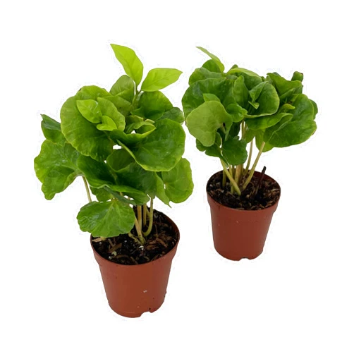Hirt's Gardens Hirt's Arabica Coffee Bean Plants - 2 Pack 2