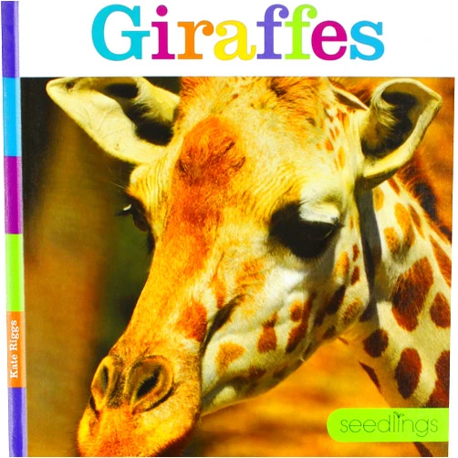Kate Riggs Giraffes (Seedlings)
