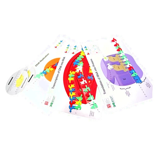 3D Molecular Designs Flow of Genetic Information Kit© 1-Group Set