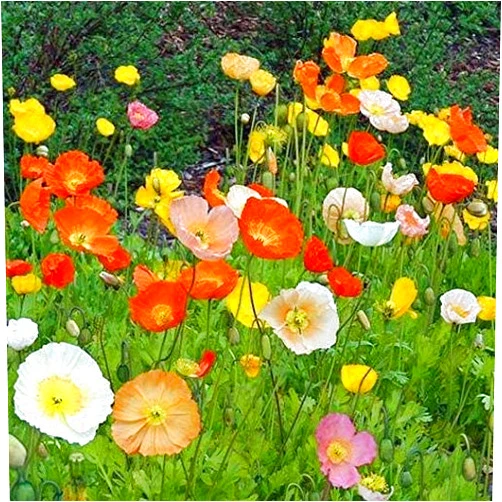 Isla's garden seeds Iceland Poppy Seeds Flower Mix, 3000 Heirloom Flower Seeds Per Packet, Non GMO Seeds, Botanical Name: Papaver nudicaule, Isla's Garden Seeds