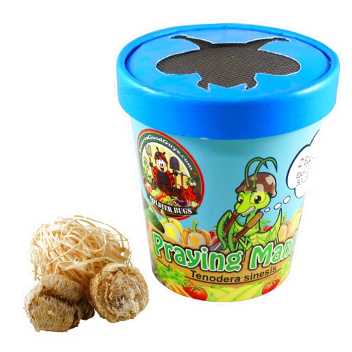 Bug Sales Praying Mantis Egg Case with Hatching Habitat Cup - 2 Praying Mantids Egg Cases