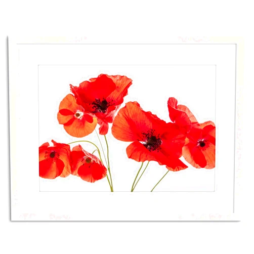 Wee Blue Coo The Art Stop Photo Nature Flower Poppy Heads RED Petals Framed Print F97X5428