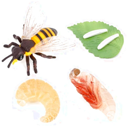 Hvogvok Bee Growth Cycle, Animal Growth Cycle Biological Model, Growth Stage Lifelike Bee Life Cycle Model Set for Kids Education Insect Themed Party Favors