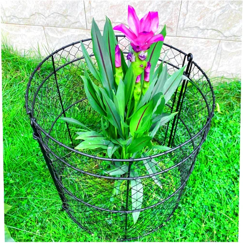 JILLSKY Garden Cloche Chicken Wire Plant Protector - Large Size 14'' Dia x 16'' H 6 Packs Plant Cage Covers Protector from Animals Bunny Barricades Rabbit Fence