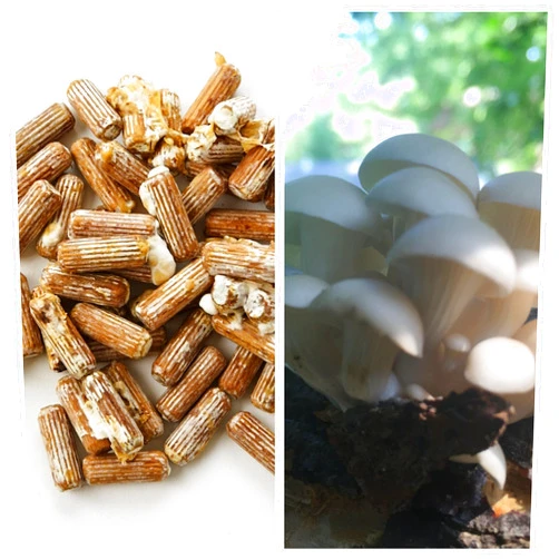 2funguys Oyster Mushroom Mycelium Plug Spawn - 100 Count - Grow Edible Gourmet & Medicinal Fungi On Trees & Logs