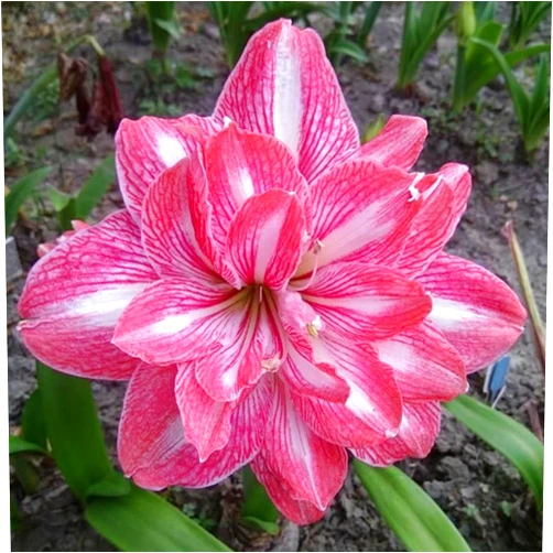 FVGRFSF Garden (Amaryllis for Planting) Professional Surprise Fall or Spring Pots to Grow Indoor or Outdoor Simple to Grow-3 Bulb-X