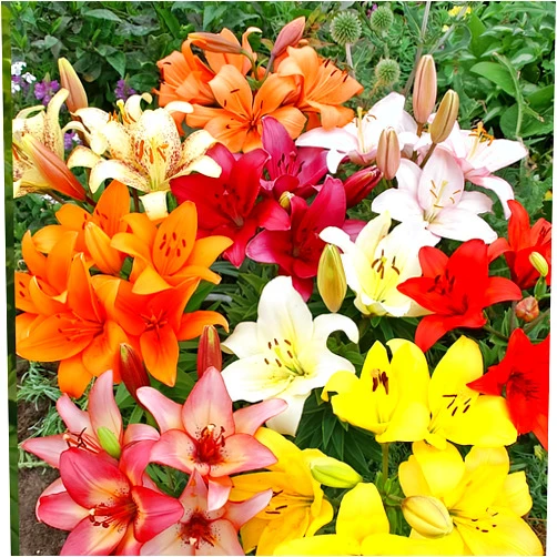Willard & May Asiatic Lilies Mix (10 Pack of Bulbs) - Freshly Dug Perennial Lily Flower Bulbs