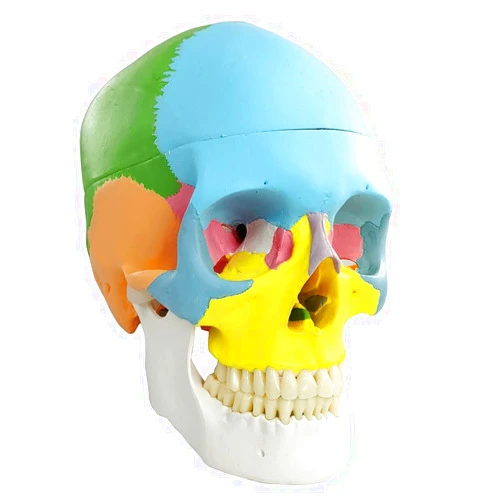 NEW HORIZON Newest Anatomy Skull Model,Human Medical Skull Model Dental ClinicTeaching Equipment,Medical Teaching Learning