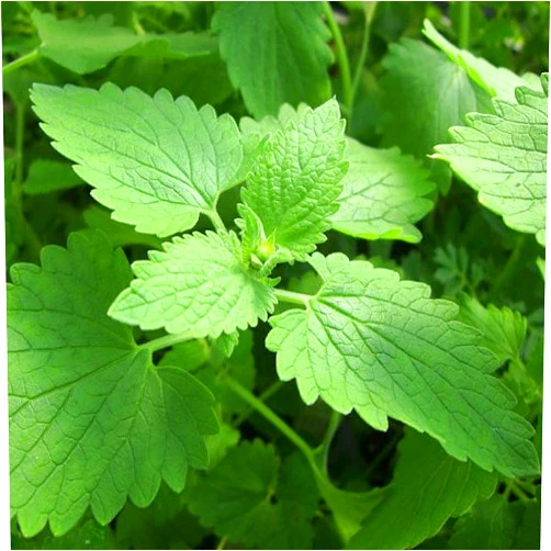 Botanical Interests Catnip Seeds 400 Seeds
