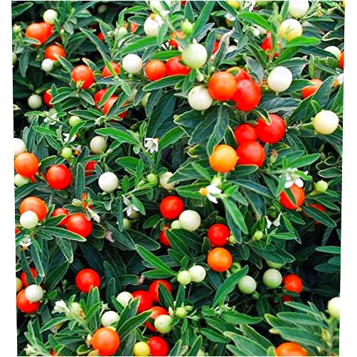 GardenSeedsMarket Jerusalem Cherry, Madeira Winter Cherry seeds - Solanum pseudocapsicum