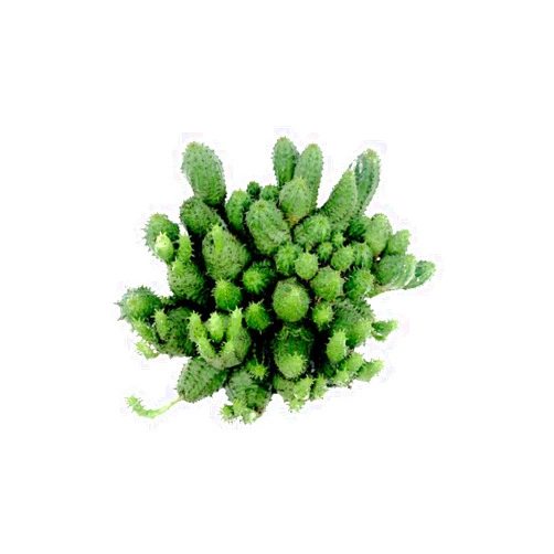 Succulent Addiction 4
