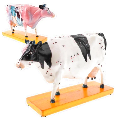 MTTXY Cow Acupuncture Model with 68 Acupuncture Point Anatomy Study Model, Animal Points Acupuncture Model for Veterinary Animal Teaching
