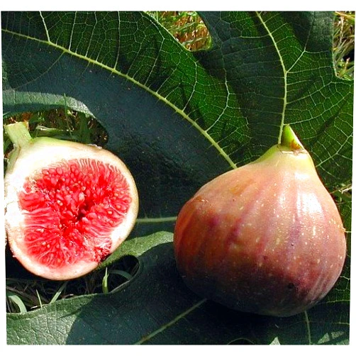 Hirt's Gardens Hirt's Violet De Bordeaux Negronne Edible Fig Plant - Ficus carica - 2.5