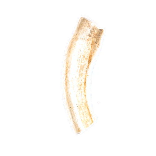 Pet Parents Gnawtlers-Premium Deer Antlers for Dogs, Naturally Shed Deer Antlers, All Natural Deer Antler Dog Chew, Selected from The Heartland Region (Large, 1 Count)