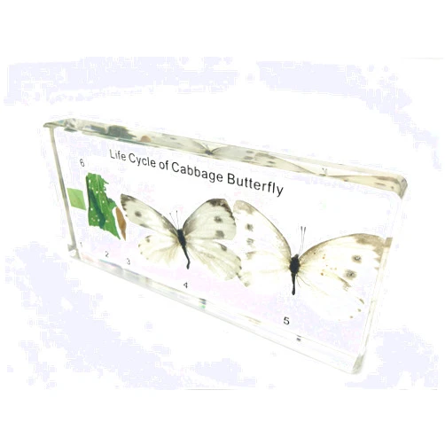 FUNSXBUG Lifecycle of a Cabbage Butterfly Paperweight Science Classroom Specimens for Science Education