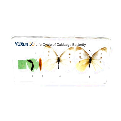 Cherish XT Lifecycle of a Cabbage Butterfly Animal Paperweight Science Classroom Specimens Insect Specimens for Science Education