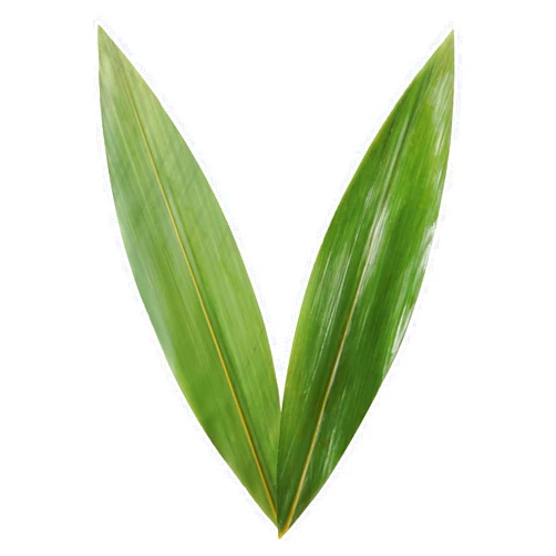 Rainlily Wen Sushi Leaf 9.5''x2.0'' 100 Pcs Boat Shaped Bamboo Leaf Sushi Plate Food Decorate Fresh Vacuum Bamboo Leaves Dish Decoration Photography of Dishes