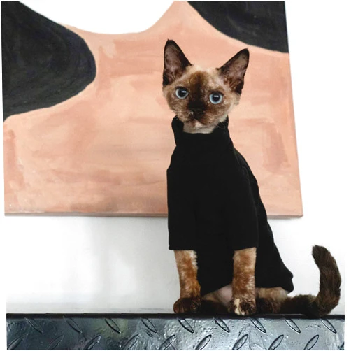 OCHSTIN Hairless Cats Clothes, Cotton T-Shirt, Breathable Spring Autumn Vest Cat Wear Turtleneck Shirt Clothes for Sphynx, Cornish Rex, Devon Rex, Peterbald, Hairless Cats Apparel (L+, Black)
