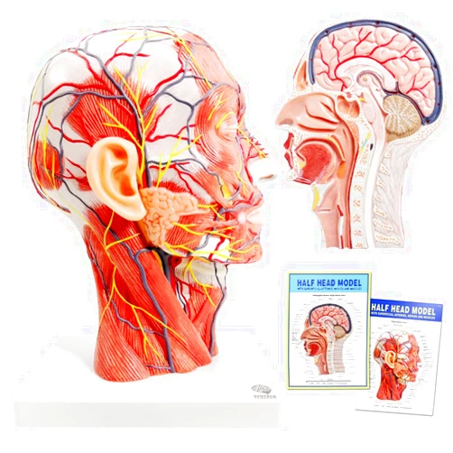 EVOTECH SCIENTIFIC EVOTECH Human Half Head Superficial Neurovascular Model with Musculature, Life Size Anatomical Head Model Skull and Brain for Medical Teaching Learning, Science Learning Education Display Tool