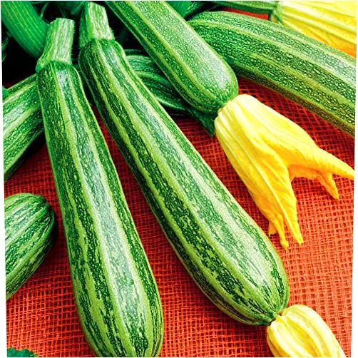 SeedsUA Seeds Zucchini Gren Tiger Heirloom Vegetable for Planting Non GMO