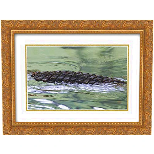 ArtDirect Morris, Arthur 18x15 Gold Ornate Framed and Double Matted Museum Art Print Titled FL American alligator back in water