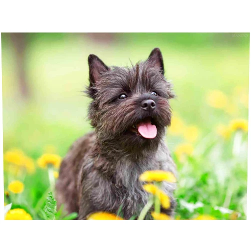 MANUKS DIY Diamond Painting Kit Cairn Terrier Dog Round Full Crystal Cross Stitch Craft Adult by Number Art Painting Wall Decor Home Gifts 12x16 inch