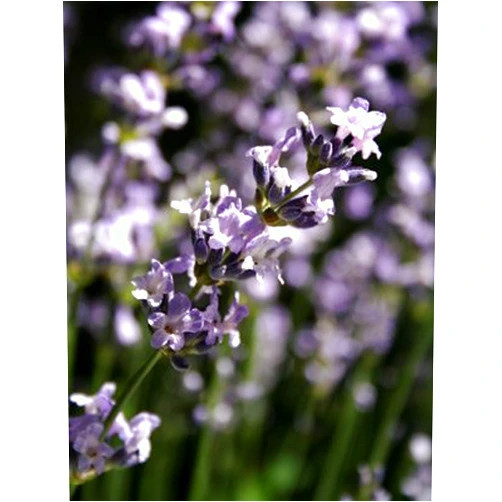 AttractionOil.com Women's - Lavender Scented Pheromone Oil (Roll On)