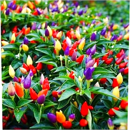 SATLOTY Garden Plants Flower Seeds 100+ Colorful Ornamental Hot Pepper Seeds