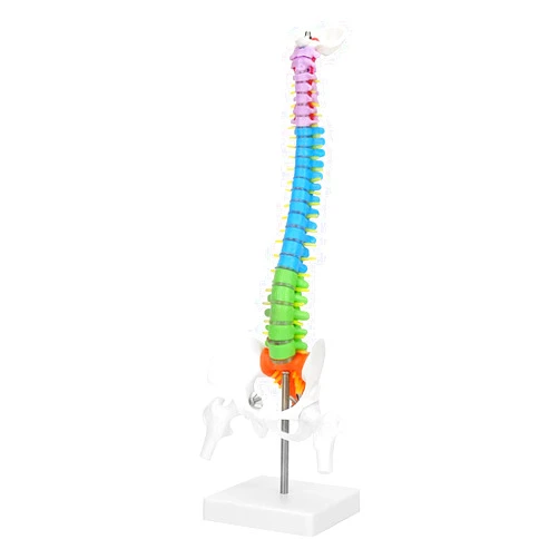 Oumefar Color Human Spine Model 45cm Color Human Spine Model with Pelvis +Femur Laboratory Teaching Model Life Size Spine Model for Science Lab