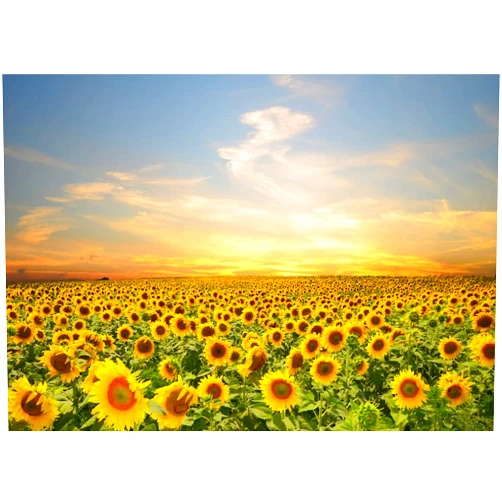 BELECO Sunflower Field Photography Backdrop 6x4ft Fabric Spring Summer Yellow Flowers Scenery Sunrise Sunset Background Birthday Wedding Party Decorations Kids Adults Portrait Photo Shoot Props