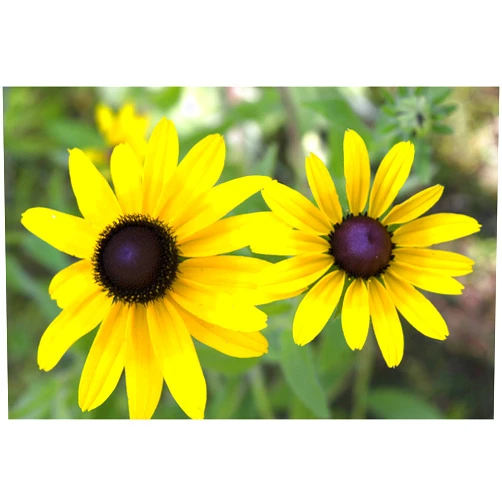 Seed-Balls.com Black-Eyed Susan (Rudbeckia hirta) Seed Balls, Fall or Spring Planting, Bulk Seed Bombs (20)