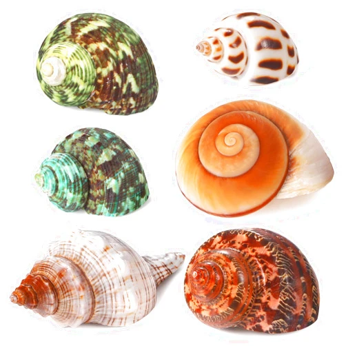 PPCLION Natural Hermit Crab Shells Turbo Sea Conch Shell for Décor, Size: 1.5-3.5