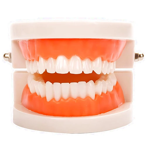 YOFAN Standard Teeth Model, YOFAN Kids Dental Teaching Study Supplies Adult Standard Typodont Demonstration Teeth Model(Without Wisdom Teeth)