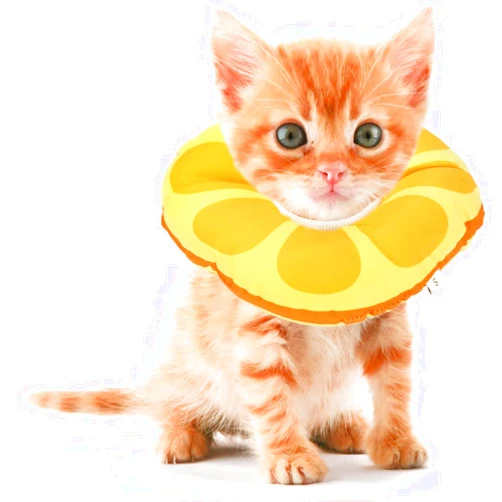 Jevnd Kitten Cones After Surgery 0-6 Months, Donut Extra Small Kitten Cone Collar Soft to Stop Licking Neck, Elizabethan Kitten e Collar for Recovery, xs Small Cat Cone Spray, Pet Soft Cone for Cats