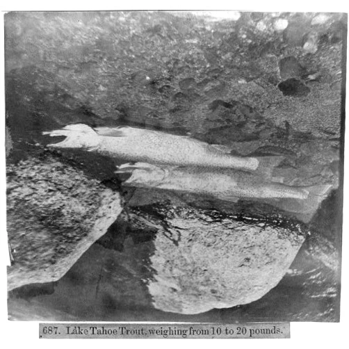 HistoricalFindings Photo: Lake Tahoe Trout,Weighing from 10 to 20 pounds,1866,Fish,Sierra Nevada