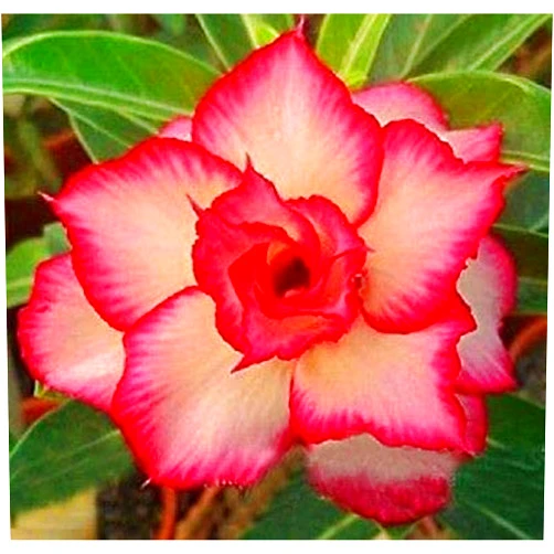 Trica 4 ct Yellow Red Desert Rose Adenium Obesum Flower Perennial