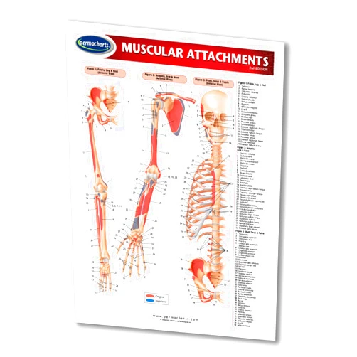 Permacharts Muscular Attachments Guide - Medical Chart - Quick Reference Guide