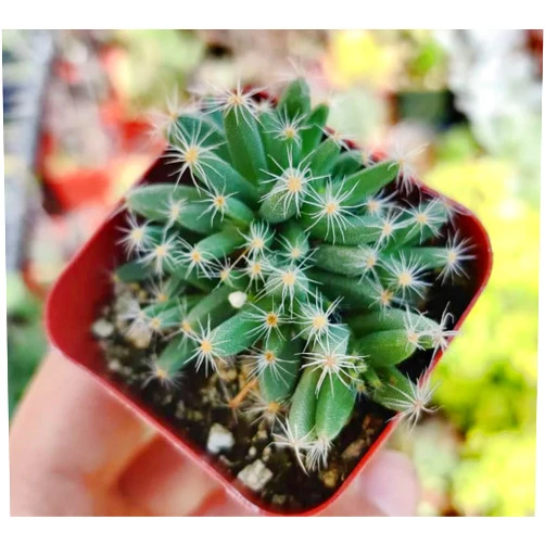 FOLIAGEMS Live Cactus Plants from USKC (2