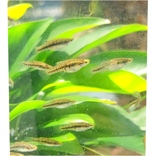 Quinn's Fins Least Killifish Heterandria Formosa - 10 Fish UNSEXED