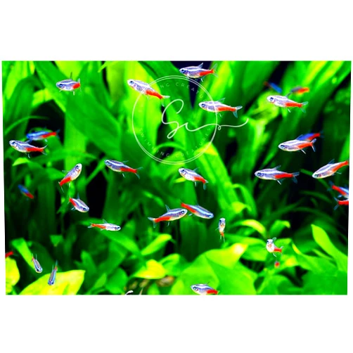 Swimming Creatures Neon Tetra Live Fish (10 Fish Pack) - Live Fish for Aquarium Exotic Freshwater Aquarium Live Fish