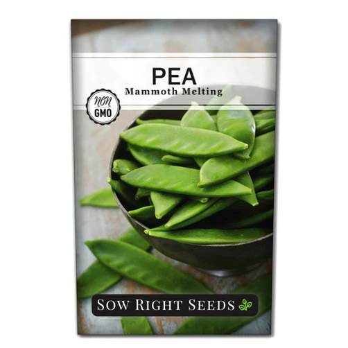 Sow Right Seeds - Mammoth Melting Snow Pea Seeds for Planting - Sugar Snow Variety - Non-GMO Heirloom Seeds with Instructions to Plant and Grow a Home Vegetable Garden - Super Productive (1)