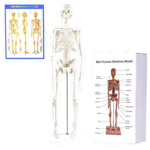 NLShan Human Skeleton Model for Anatomy: Scientific Model with Movable Arms, Legs & Display Stand - 17