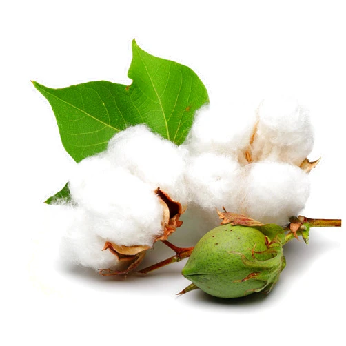 KVITER 25 White Cotton Seeds for Planting (Gossypium hirsutum) – Real Cotton Plant, Cotton Seeds for Growing, Heirloom & Non-GMO Cotton Plant Seeds for Gardeners – Perfect for Ornamental or Fiber