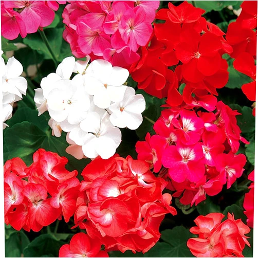 Burpee Border Mix Geranium Seeds 75 seeds