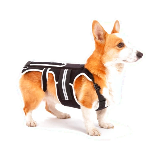 LufeLux Back Brace for Dogs with IVDD, Arthritis, Luxating Patella, Surgical Recovery and Rehabilitation, Dachshund Back Pain Relief, IVDD Harness(Medium)