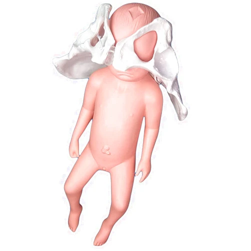 XIYI Female Pelvic Delivery Model-Newborn Birth Training Model-with Baby and Pelvic-pubic Symphysis, Sacroiliac Joint is Movable, Learning and Displaying Teaching Medical Model