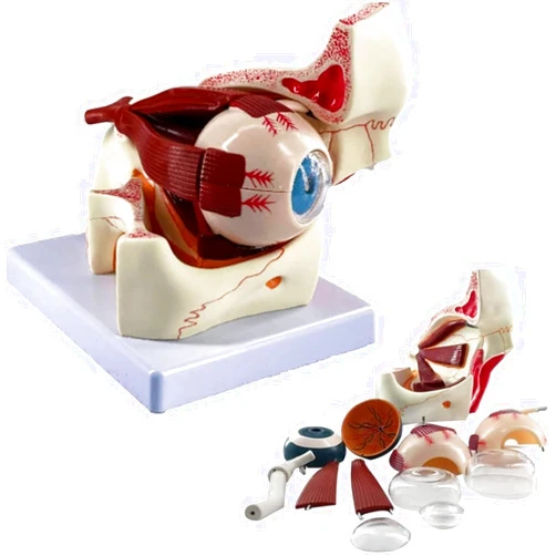 YCLRELIJ Enlarged Eyeball Anatomical Model with Removable Stand - Medical Human Eyeball and Eye Socket Skeleton Model for Science Education Teaching.