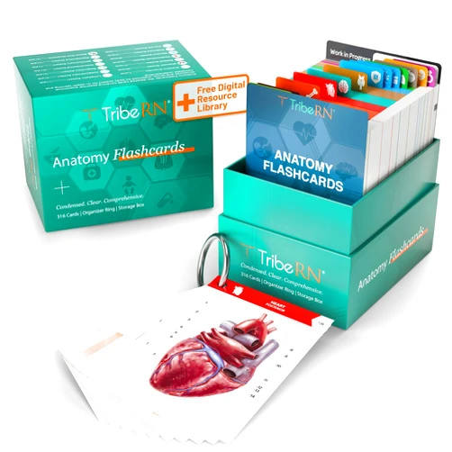 Tribe RN TribeRN Anatomy and Physiology Flash Cards – 320 Study Resources for Students – Human Anatomy & Physiology Study Tools – Medical, Nursing School Essentials – Durable & Easy to Use Flashcards